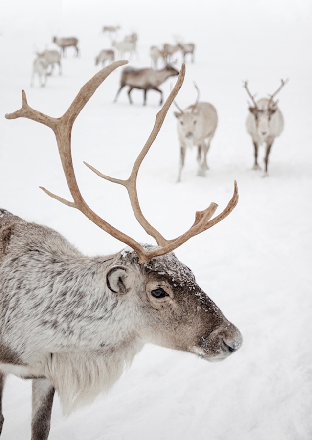 Rensdyr i sneen i Norge