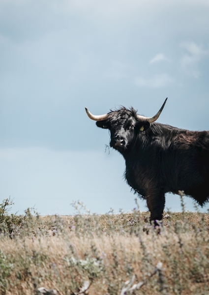 Poster: Kossan dit mu - Marika Södermark