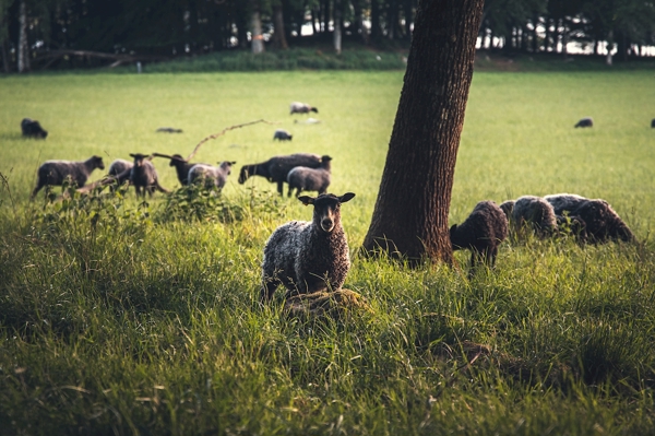 Poster: Curieux - Ofelia Carlsson