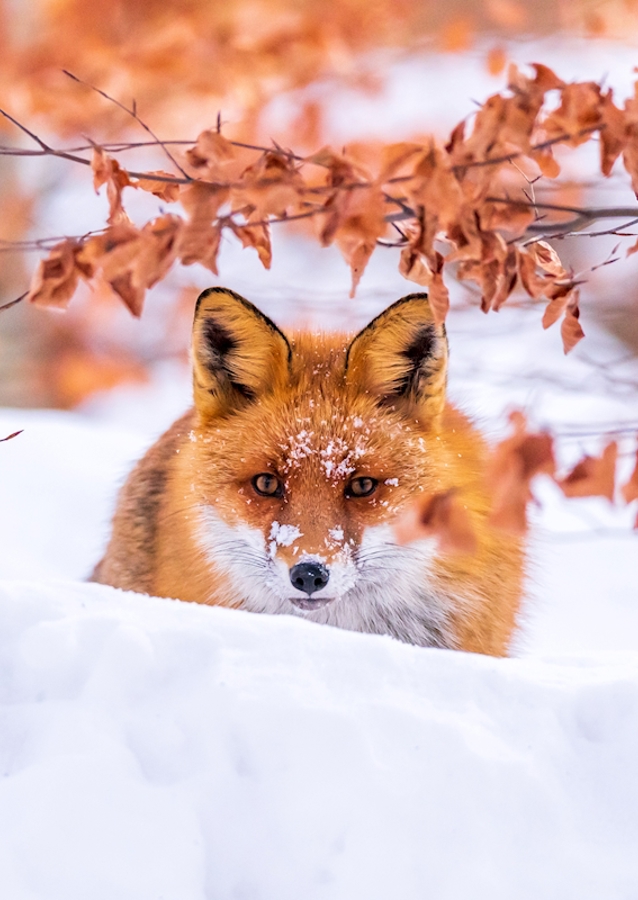 De vos van de winter
