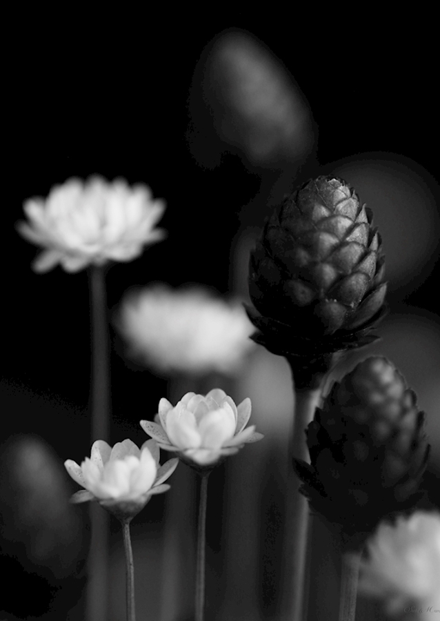  SM - SUŠENÉ KVĚTINY 06 PB