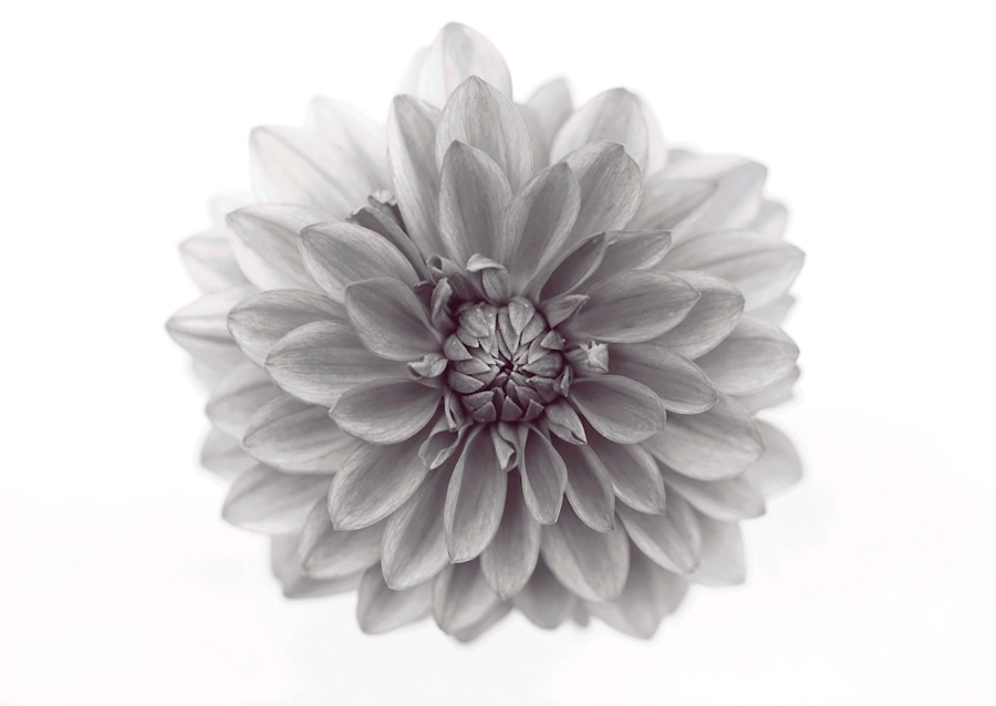 Aus Liebe zur Dahlie