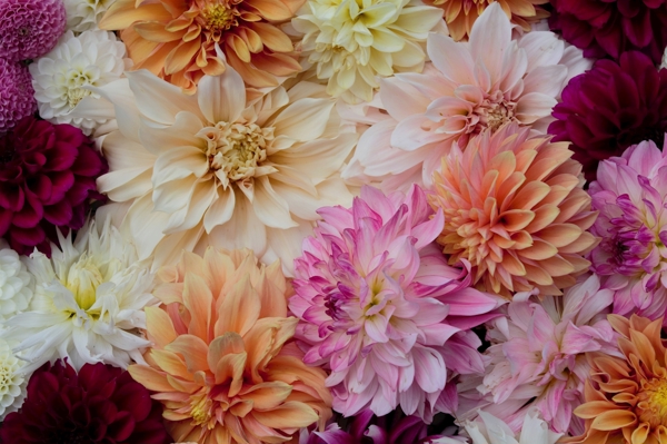 Poster: Dahlias - Marie Claussen