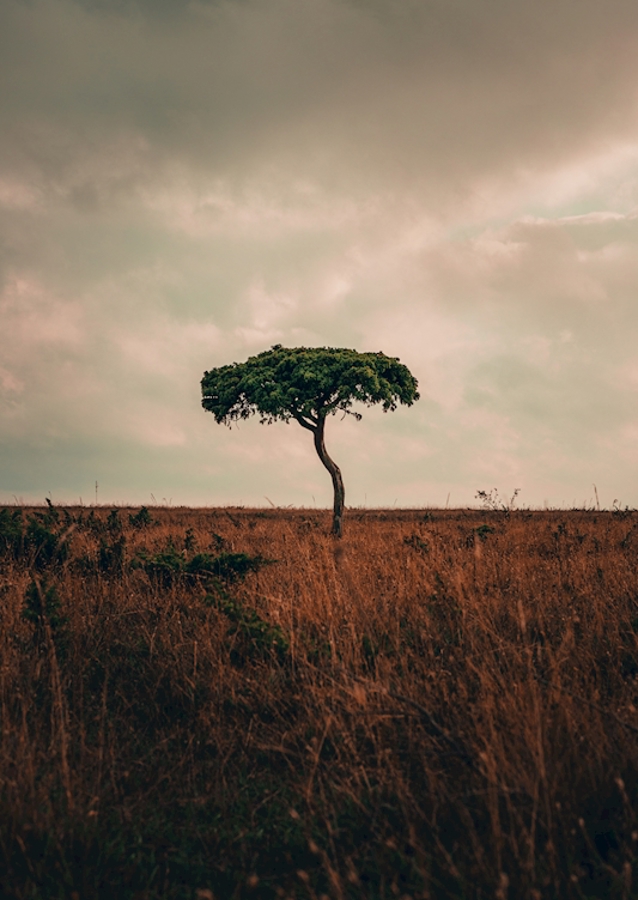 Einsamer Baum