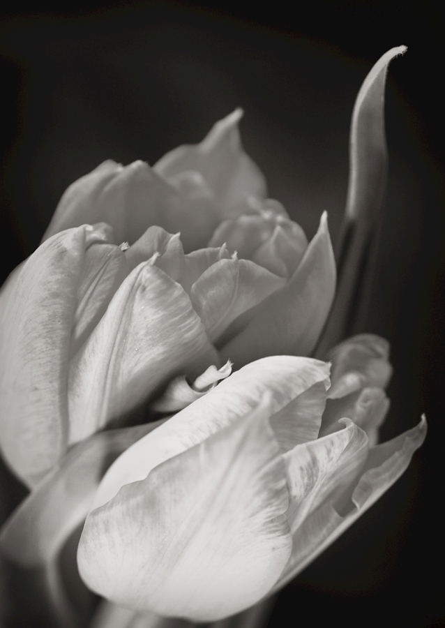 Tulpe in Schwarz-Weiß