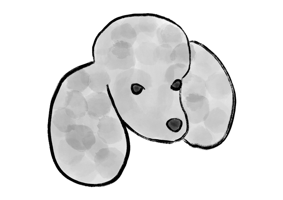 Poodle