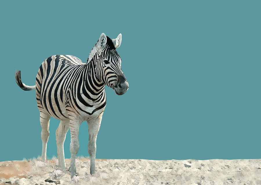 Lonely Zebra