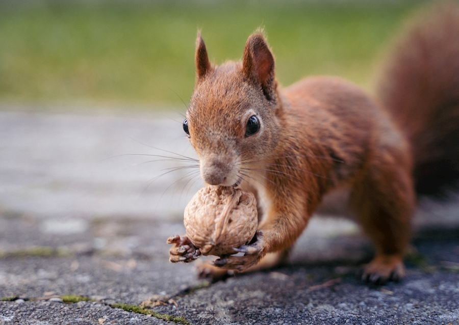 Squirrel in the garden