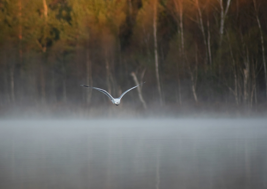 Pájaro volador en niebla cruda humeante