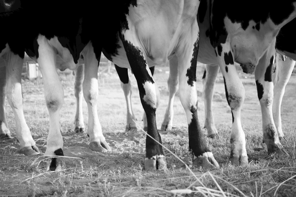 Poster: Entre les jambes - Emmelie Sehlin