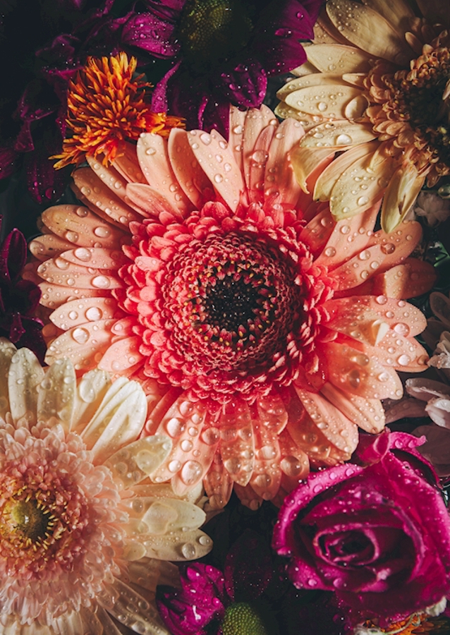 Flower Power / Close up