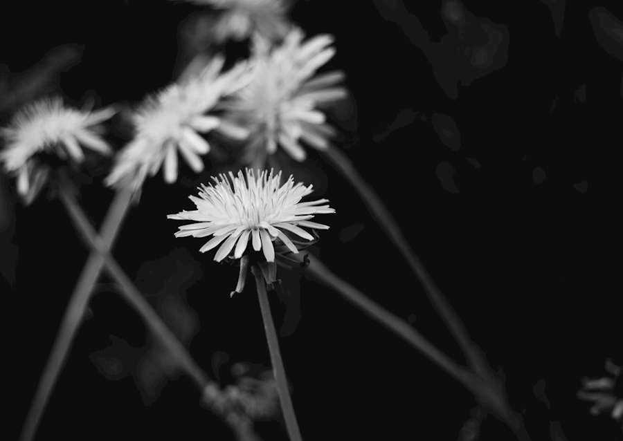 Dandelion in black and white