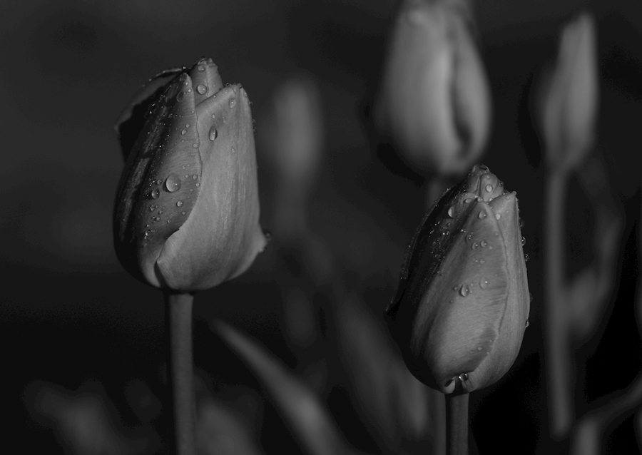 tulips in black and white