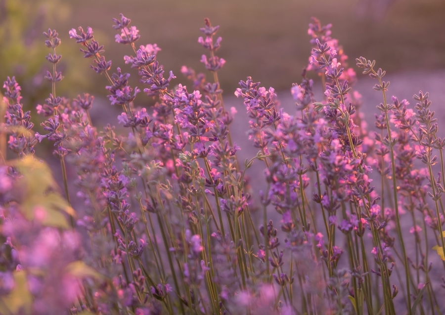 Levendula esti fényben