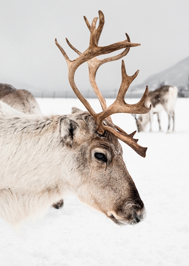 Rensdyrportræt i Norge