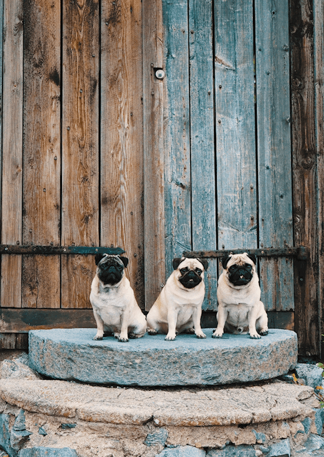 PUGS