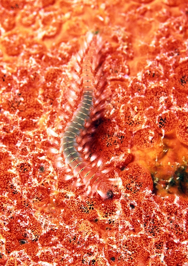 Vuurworm op firecoral