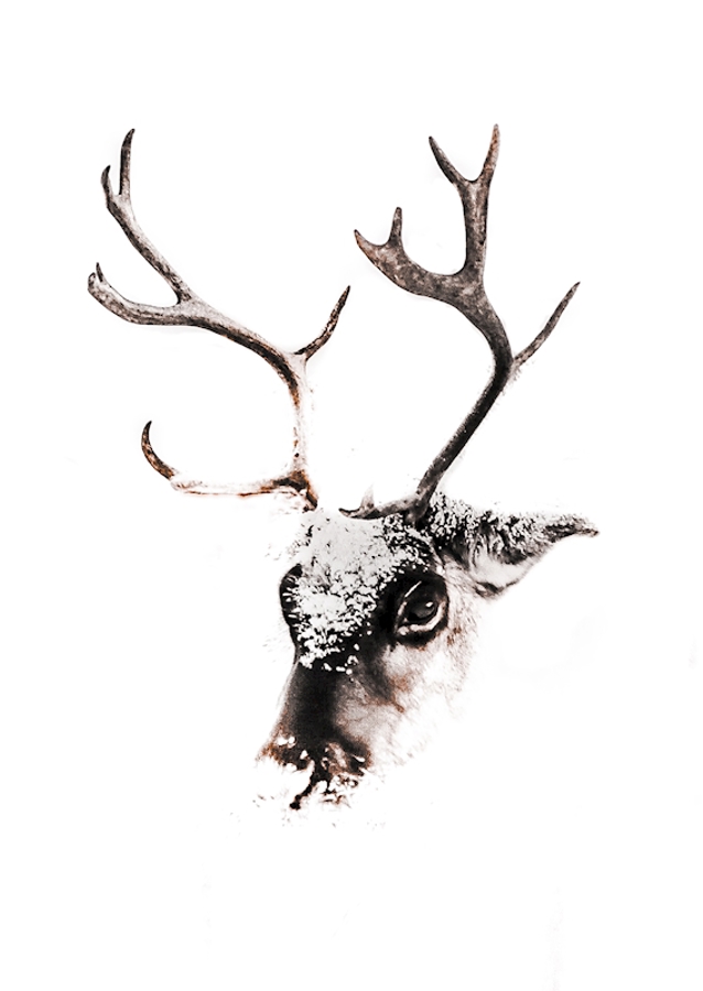 Snow raindeer