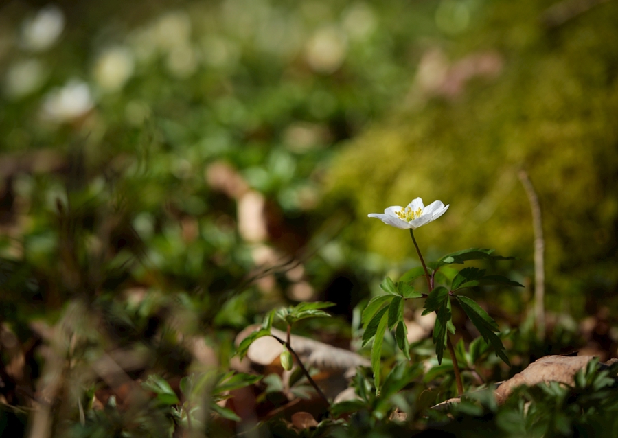 Osamělá sasanka lesní v lese