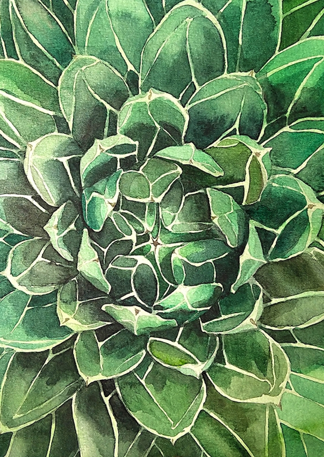 Succulent 2