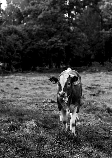 Poster: Ko - Rebecca Nordgren