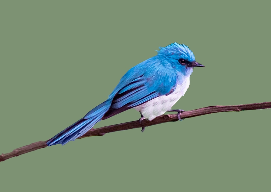 Tropikalny niebieski ptak 