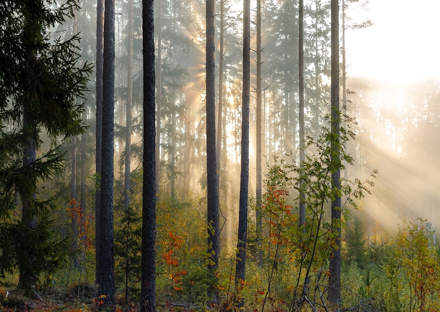 Autumn in the forest