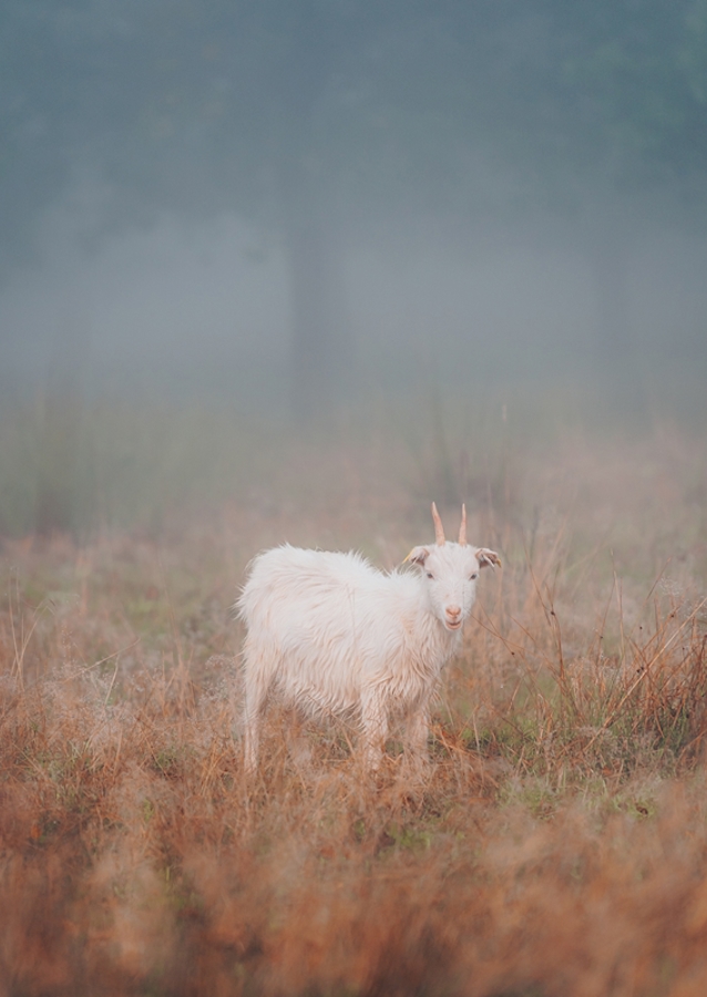 Curiosidad por el mundo