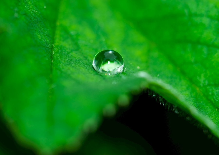 Drop on leaves