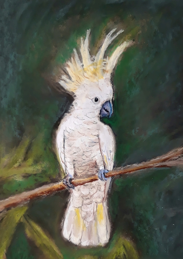 Kakadu puussa