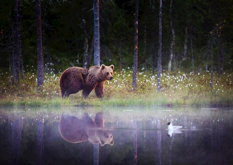 Medvěd - Odraz v noci