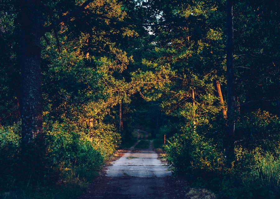 Rodnande sommarkväll