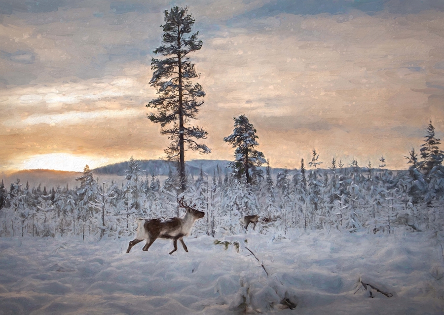 Reindeer in winter landscape 