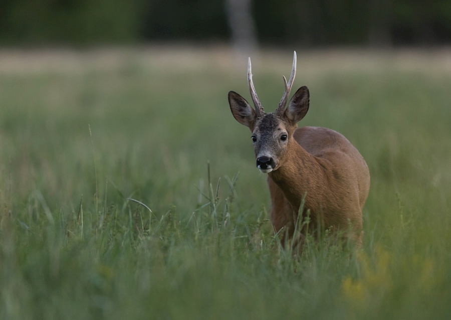Curious roedeer