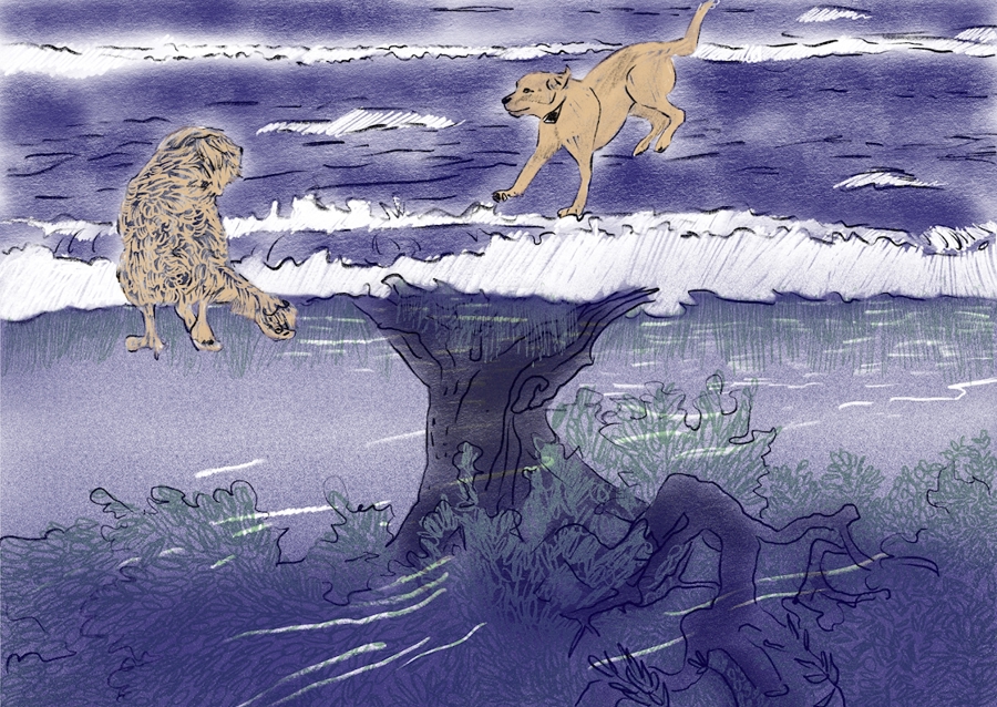 Rosa a Playa nad olivami