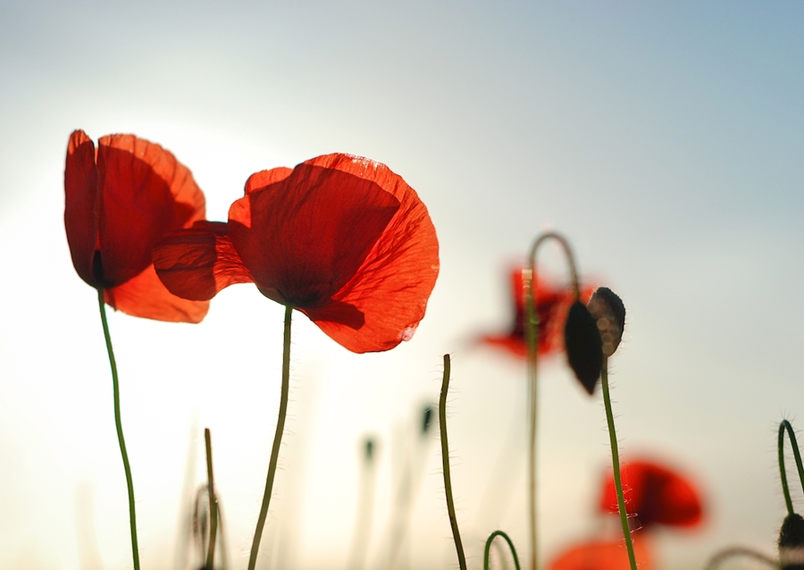 Poppies in backlight