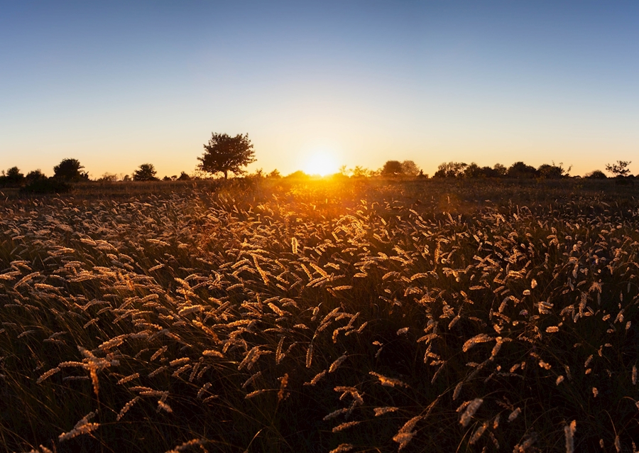 Západ slunce nad travnatým polem