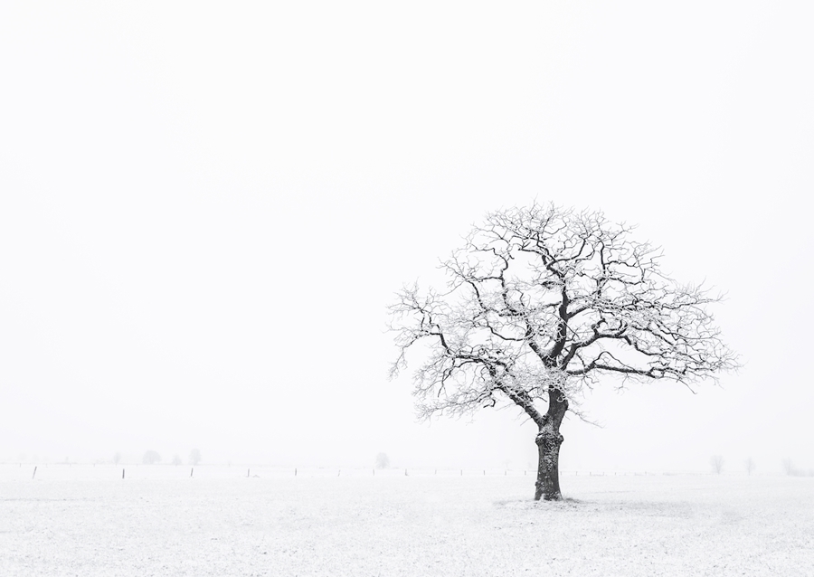 Einsamer Baum im Schnee