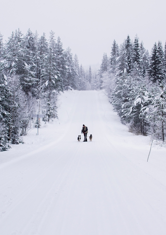 Hond uitlaten in de sneeuw