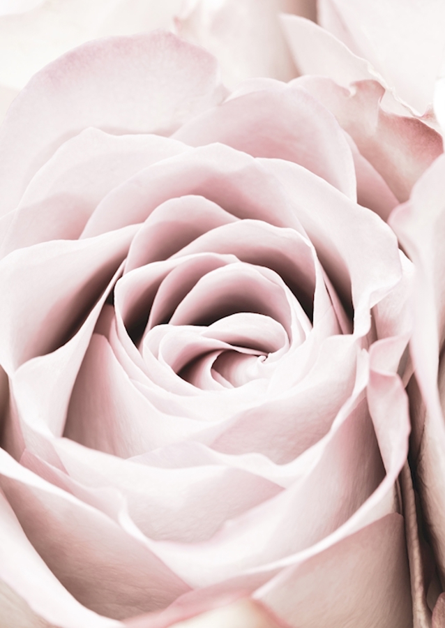 Rosa Ros 6 Zoekertjes