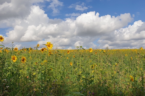 Poster: Sonnenblumenfeld - Nicole Rothfritz