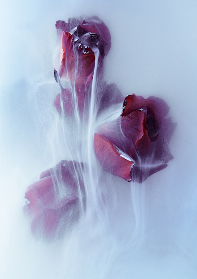 Dripping Rose