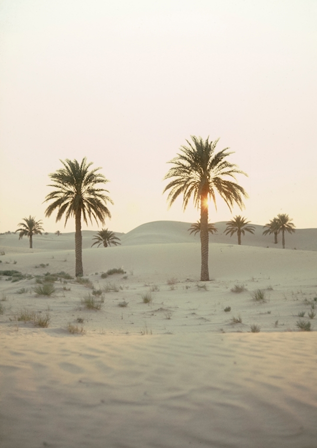 Palmbomen in de woestijn 