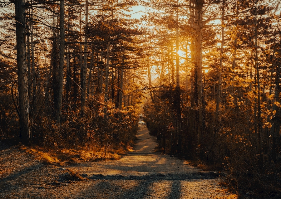 Waldweg