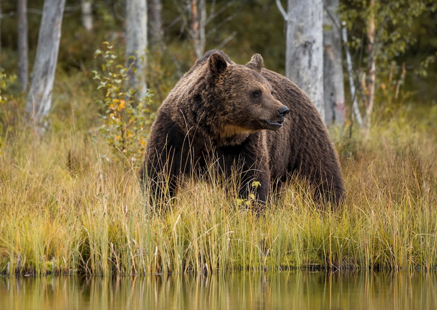 Bjørn i kveldslyset