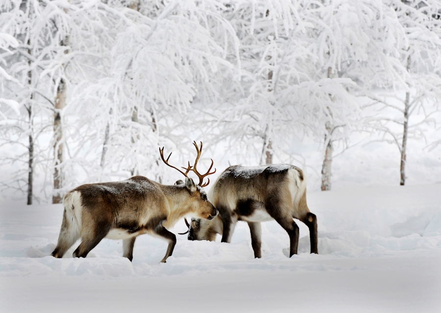 Rensdyr i vintergræsgange