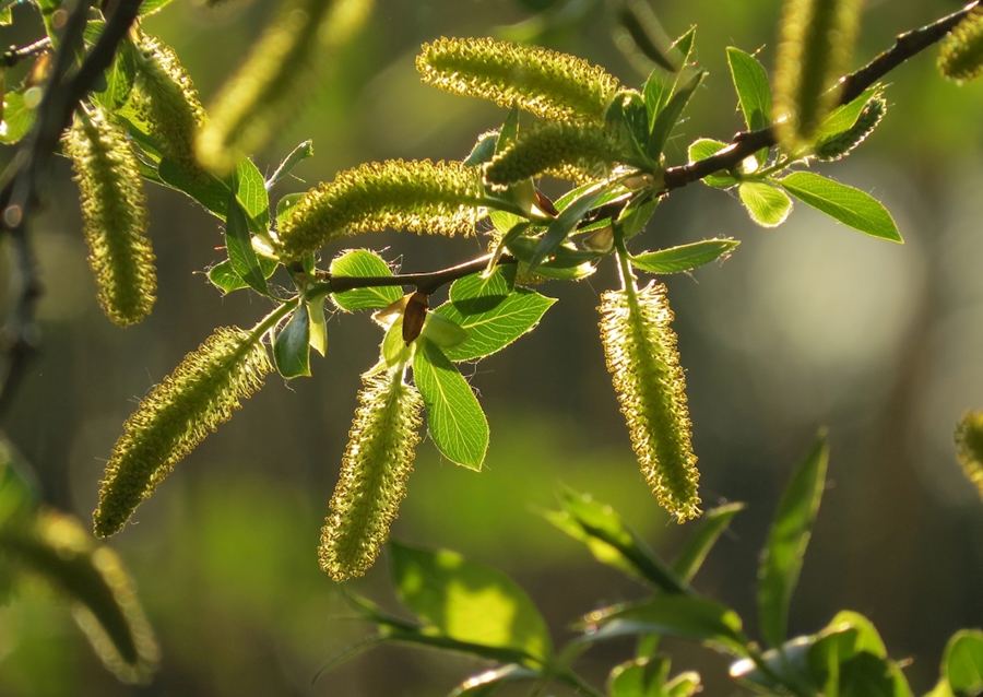 Alberi in luce dorata