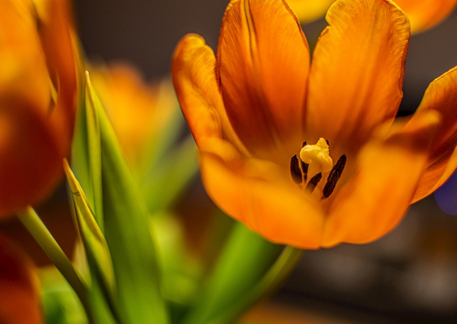 Tulipes, Orange