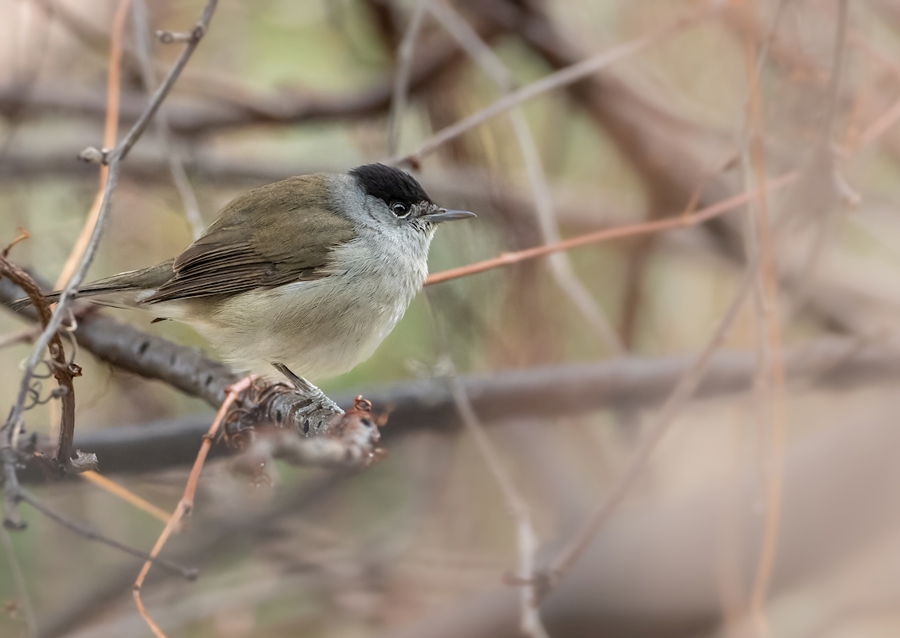 Abu Qalansua in der Deckung ihres Waldes 