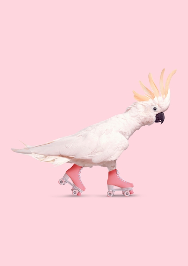 Rollerskating Cockatoo